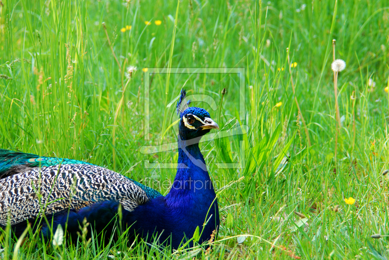 Bild-Nr.: 10662386 Pfau erstellt von Atteloi