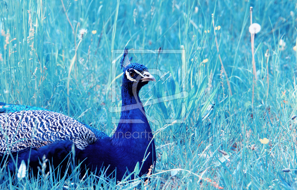 Bild-Nr.: 10662390 Pfau erstellt von Atteloi