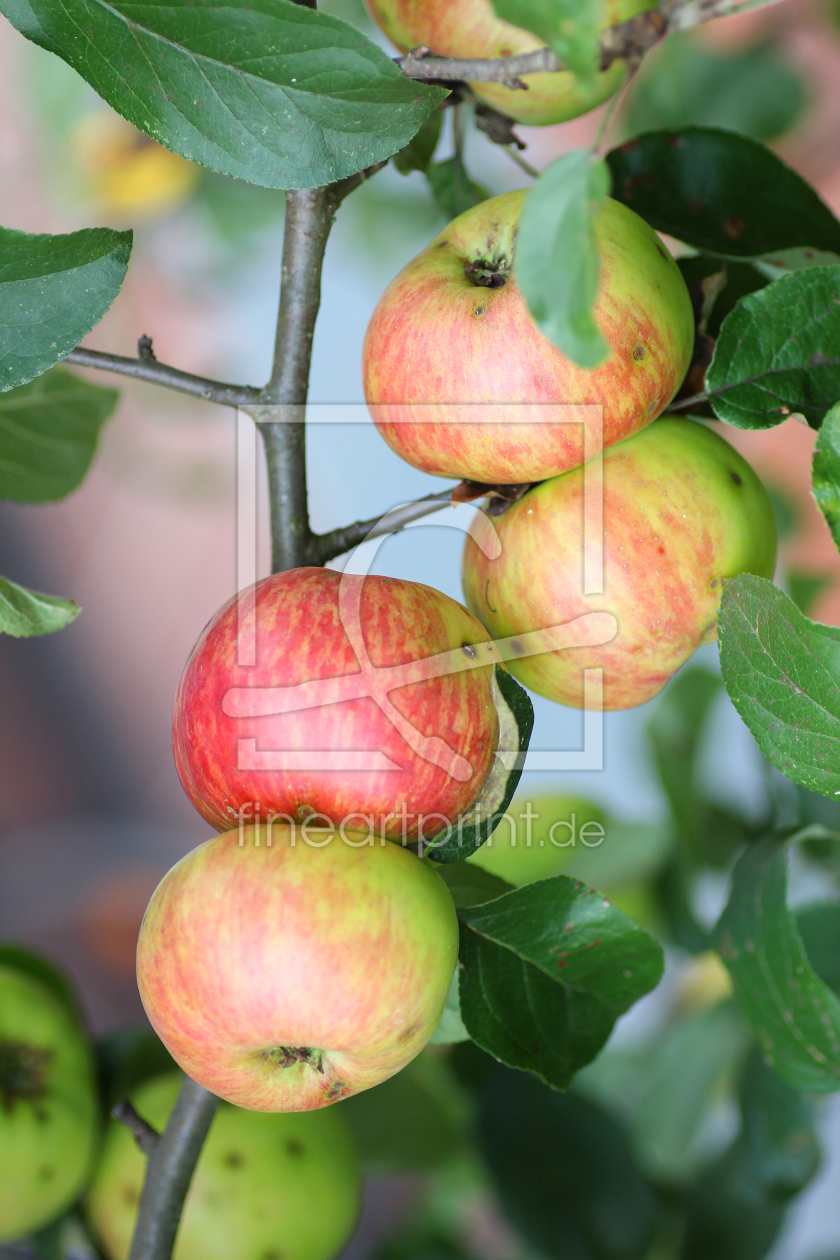 Bild-Nr.: 10663344 Apfelzweig mit reifen Äpfeln erstellt von SusaZoom