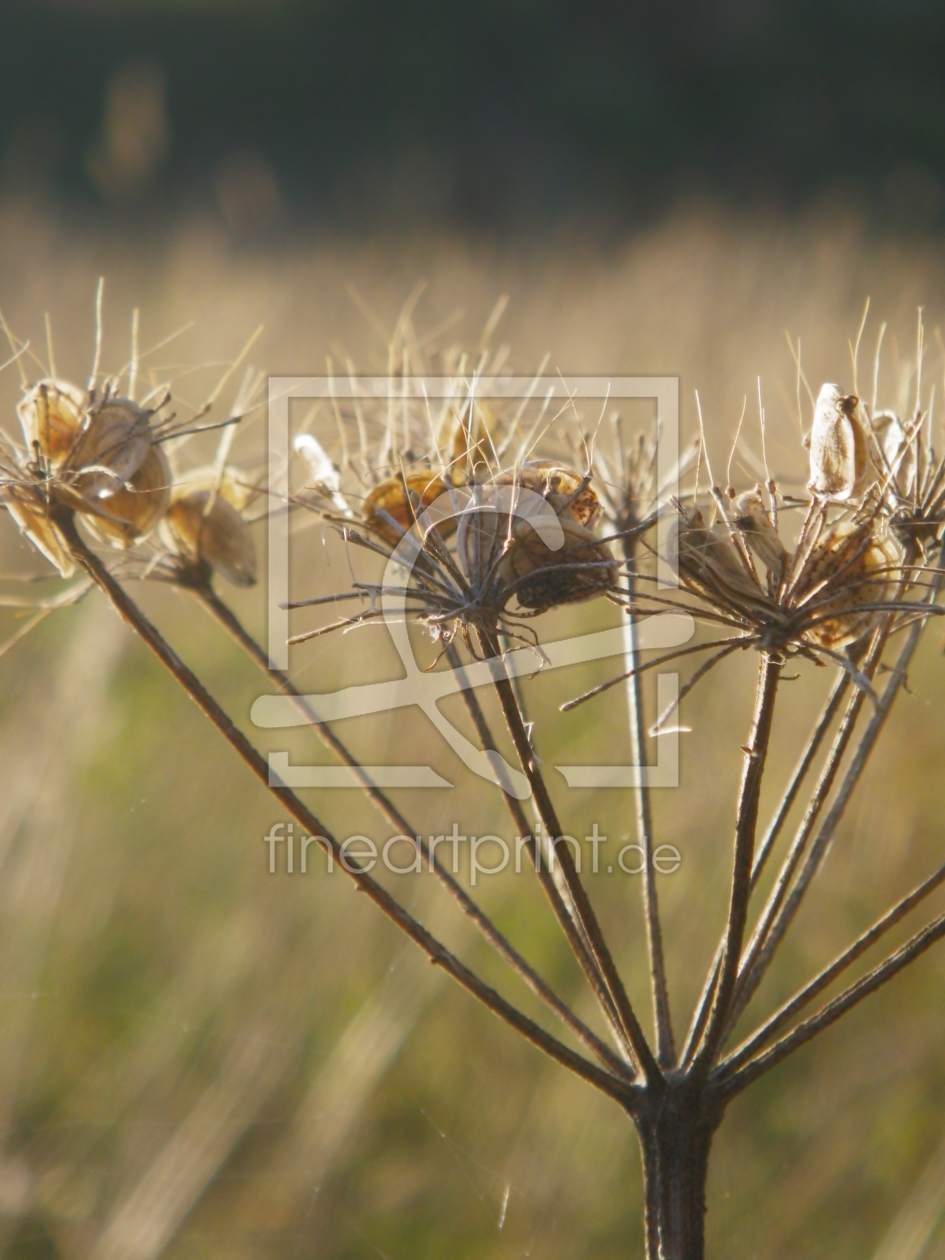 Bild-Nr.: 10663628 HOGWEED erstellt von PaulaPanther