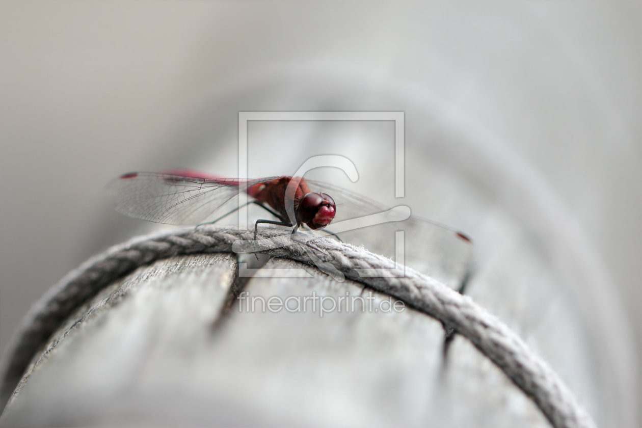 Bild-Nr.: 10664918 Libelle erstellt von Heike Hultsch