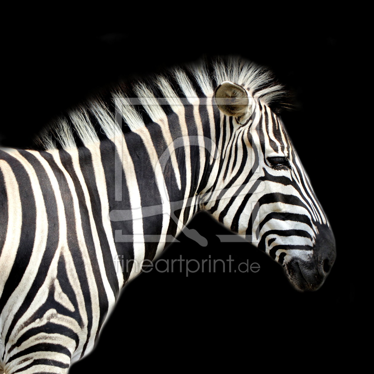 Bild-Nr.: 10664924 Zebra im Quadrat - Version zwei - Hintergrund schwarz erstellt von Heike Hultsch