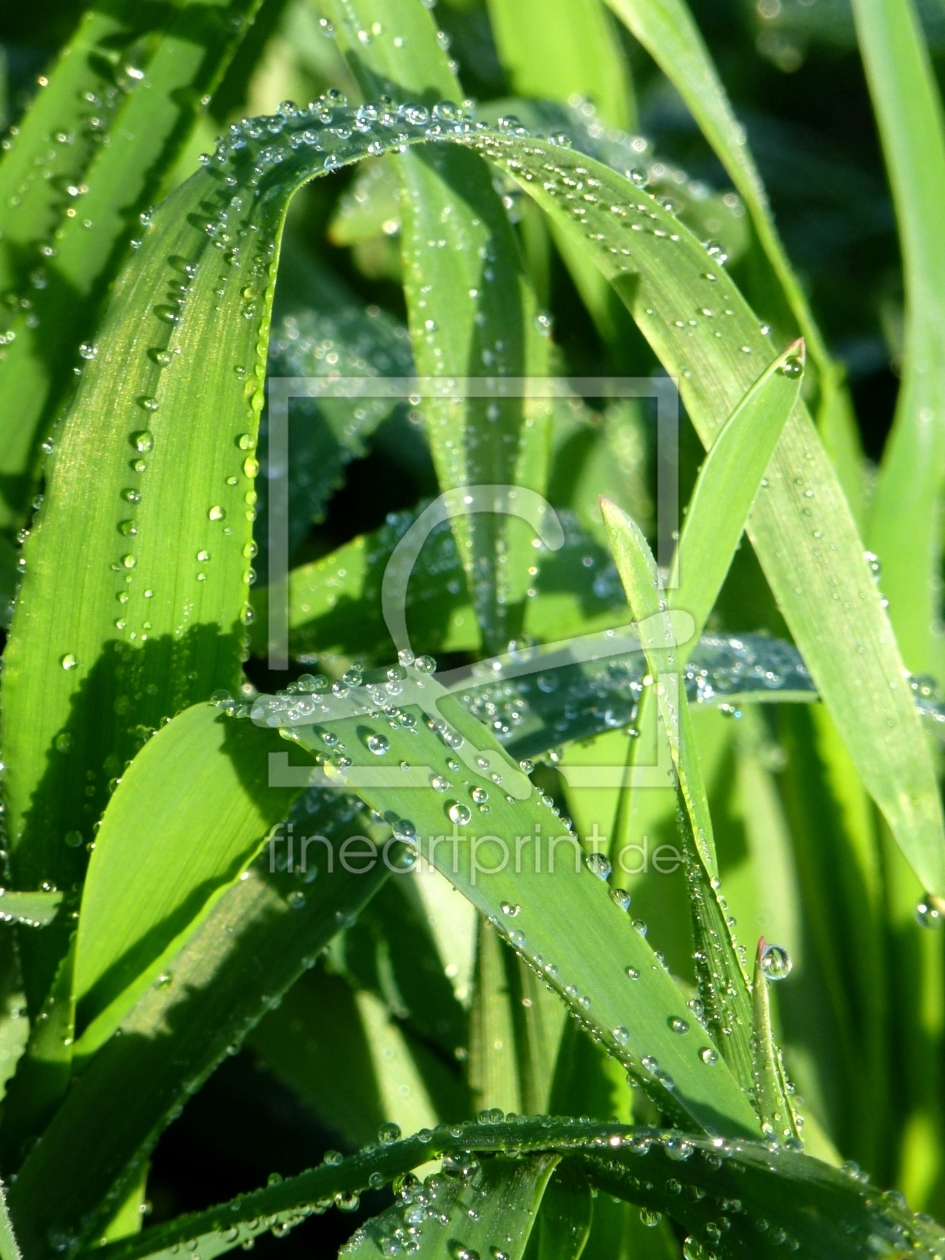 Bild-Nr.: 10665144  Morgentau auf Gras erstellt von Susanne Herppich