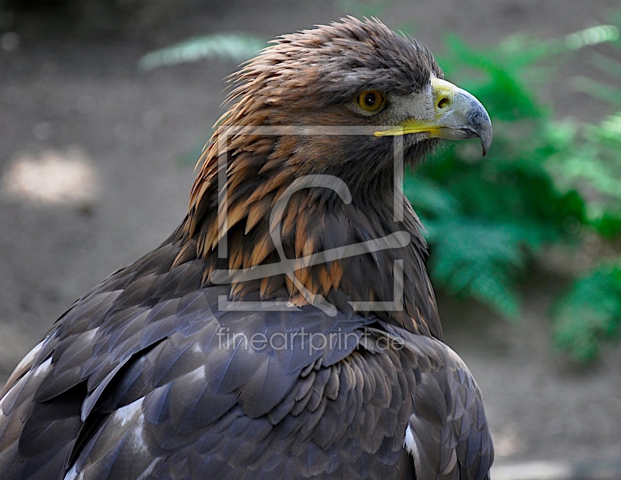 Bild-Nr.: 10666472 Der Steinadler - König der Lüfte erstellt von Petersfotografie