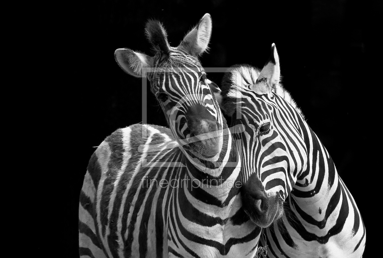 Bild-Nr.: 10666982 ZebraDuo erstellt von Boersenfuchs