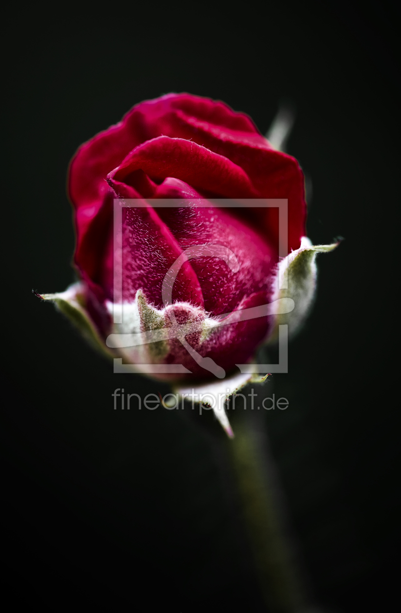 Bild-Nr.: 10667430 a rose erstellt von Timo Geble