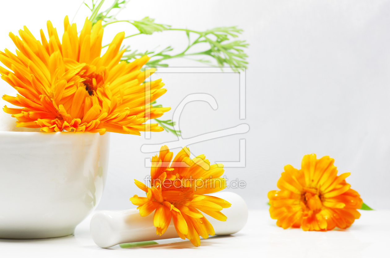 Bild-Nr.: 10669140 Calendula officinalis erstellt von Tanja Riedel