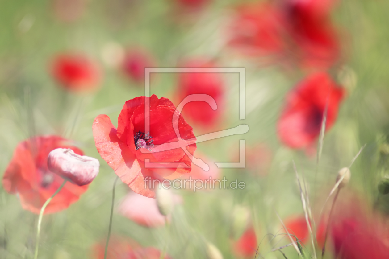 Bild-Nr.: 10670260 Stormy Poppies erstellt von FotoDeHRO