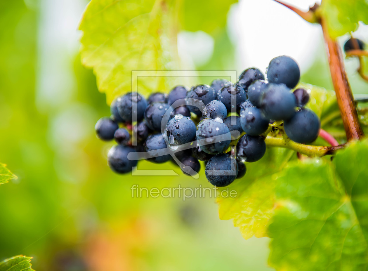 Bild-Nr.: 10670314 Blaue Weintrauben erstellt von MaFiFo