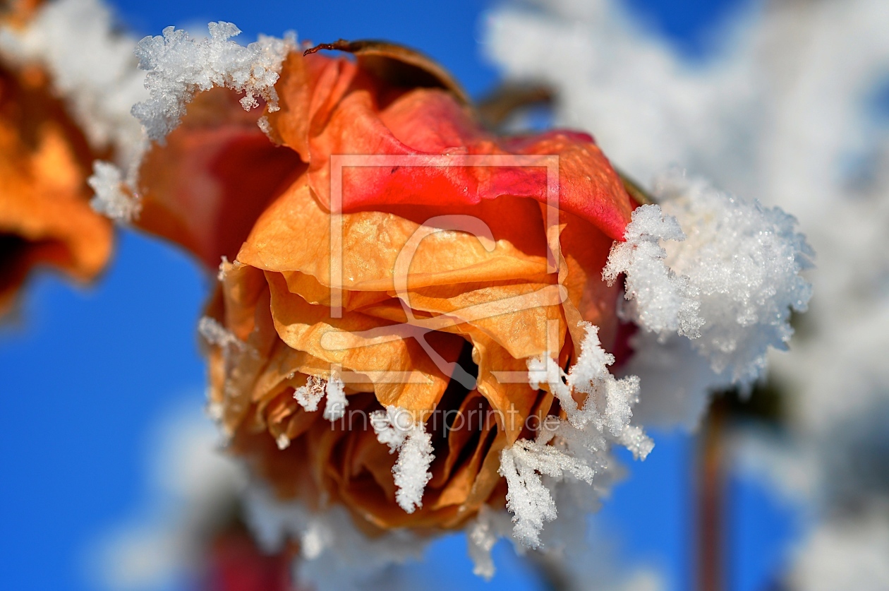 Bild-Nr.: 10670524 Rose mit Eiskristallen erstellt von Petersfotografie