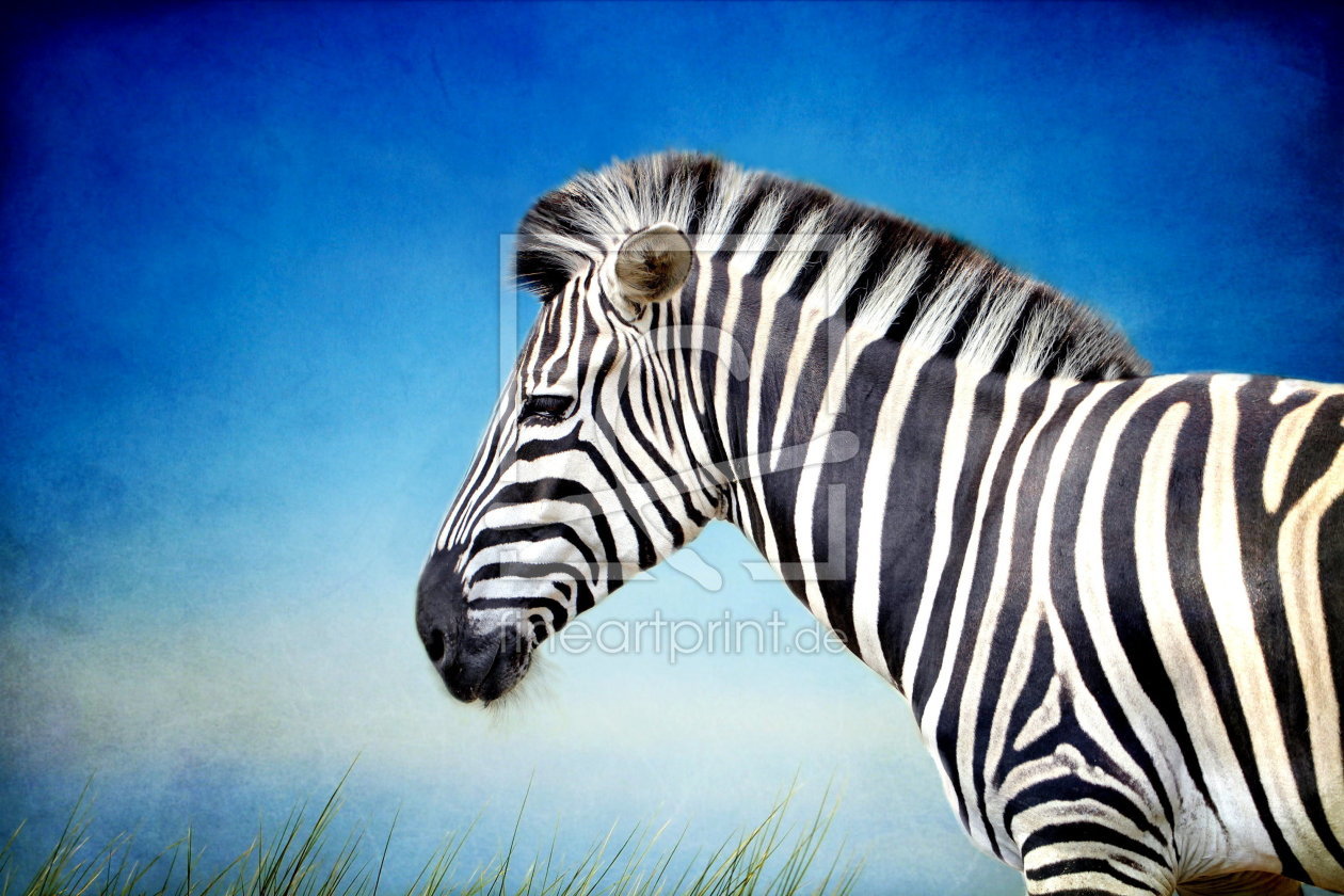 Bild-Nr.: 10671918 Zebra erstellt von Heike Hultsch