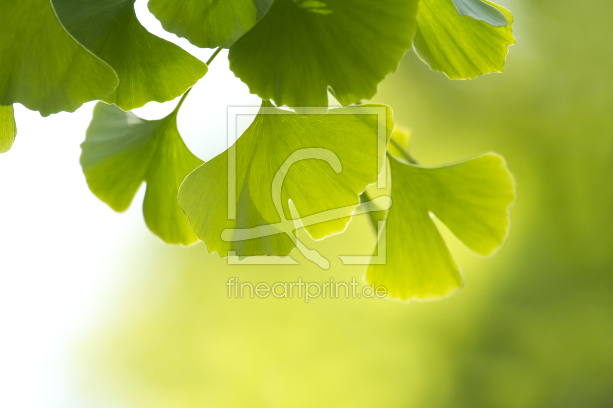 Bild-Nr.: 10673848 Ginkgo erstellt von FranziskaKrause