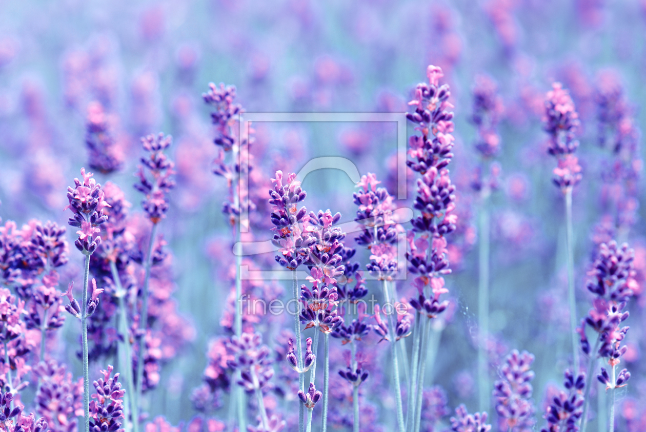 Bild-Nr.: 10674888 Lavendel erstellt von Atteloi