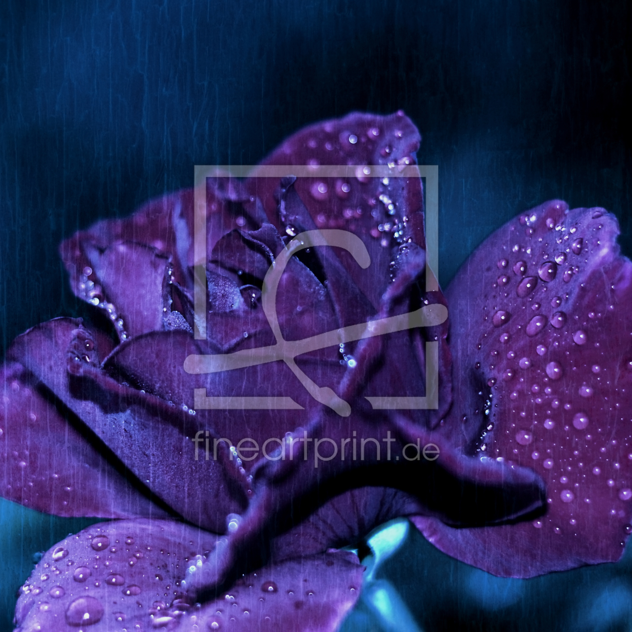 Bild-Nr.: 10674986 Deep Rose erstellt von Christine Bässler