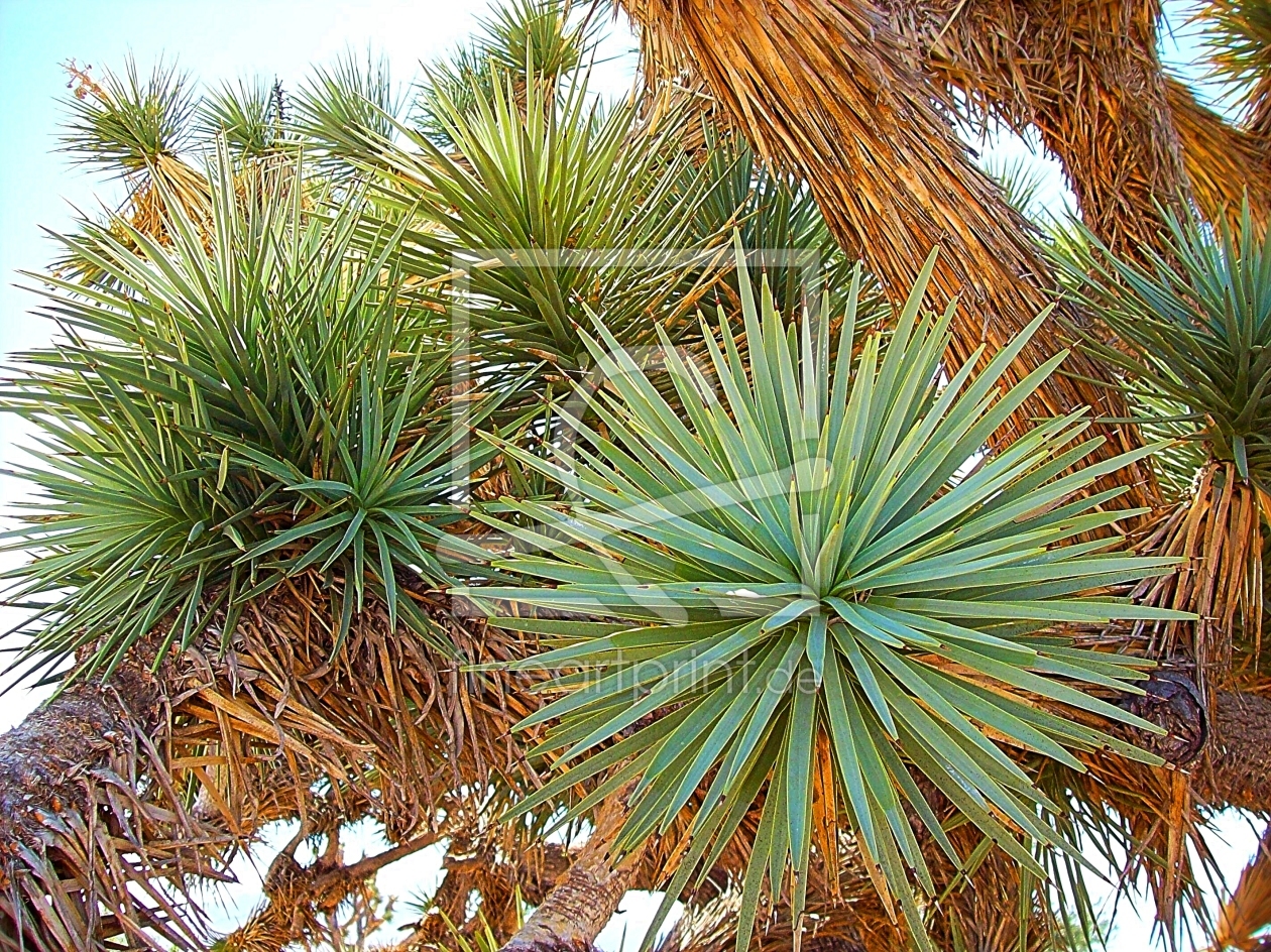 Bild-Nr.: 10675500 Joshua Tree erstellt von Marion227