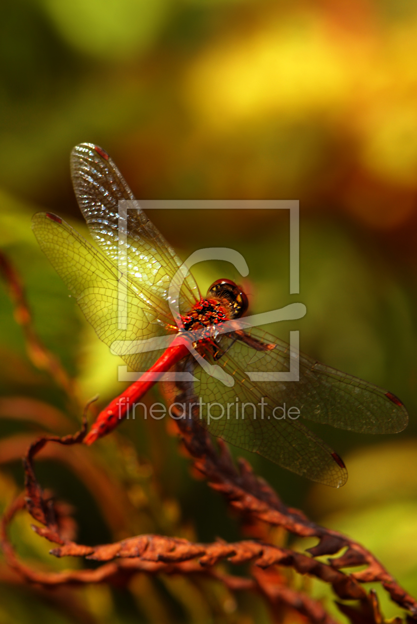Bild-Nr.: 10676300 Libelle erstellt von Atteloi