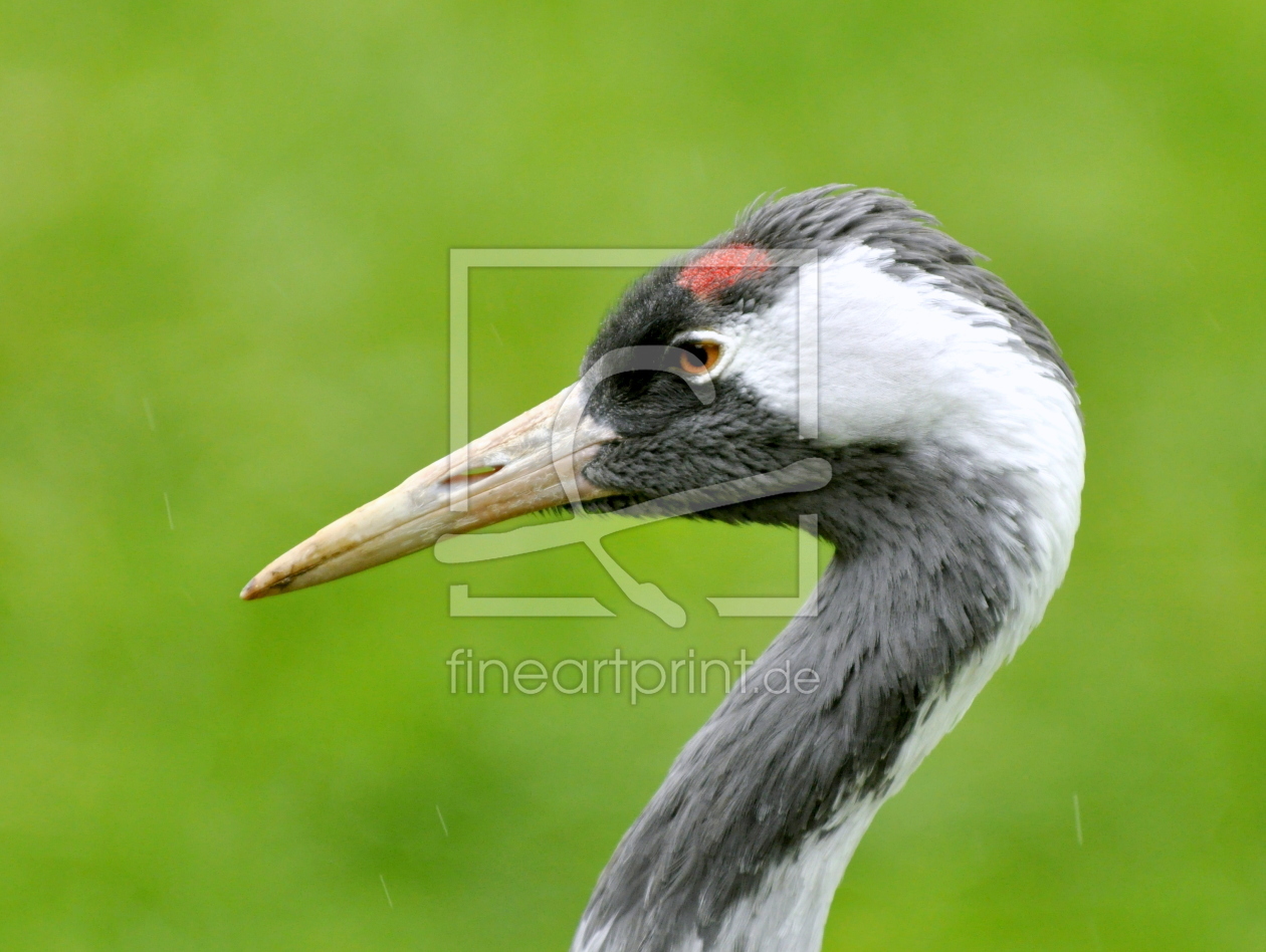 Bild-Nr.: 10676418 Grus Grus erstellt von GUGIGEI