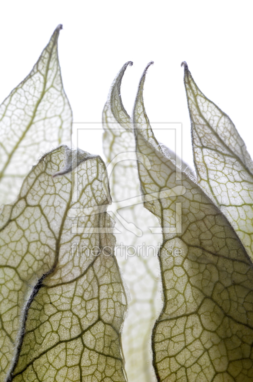 Bild-Nr.: 10676578 Physalis erstellt von Rolf Eschbach