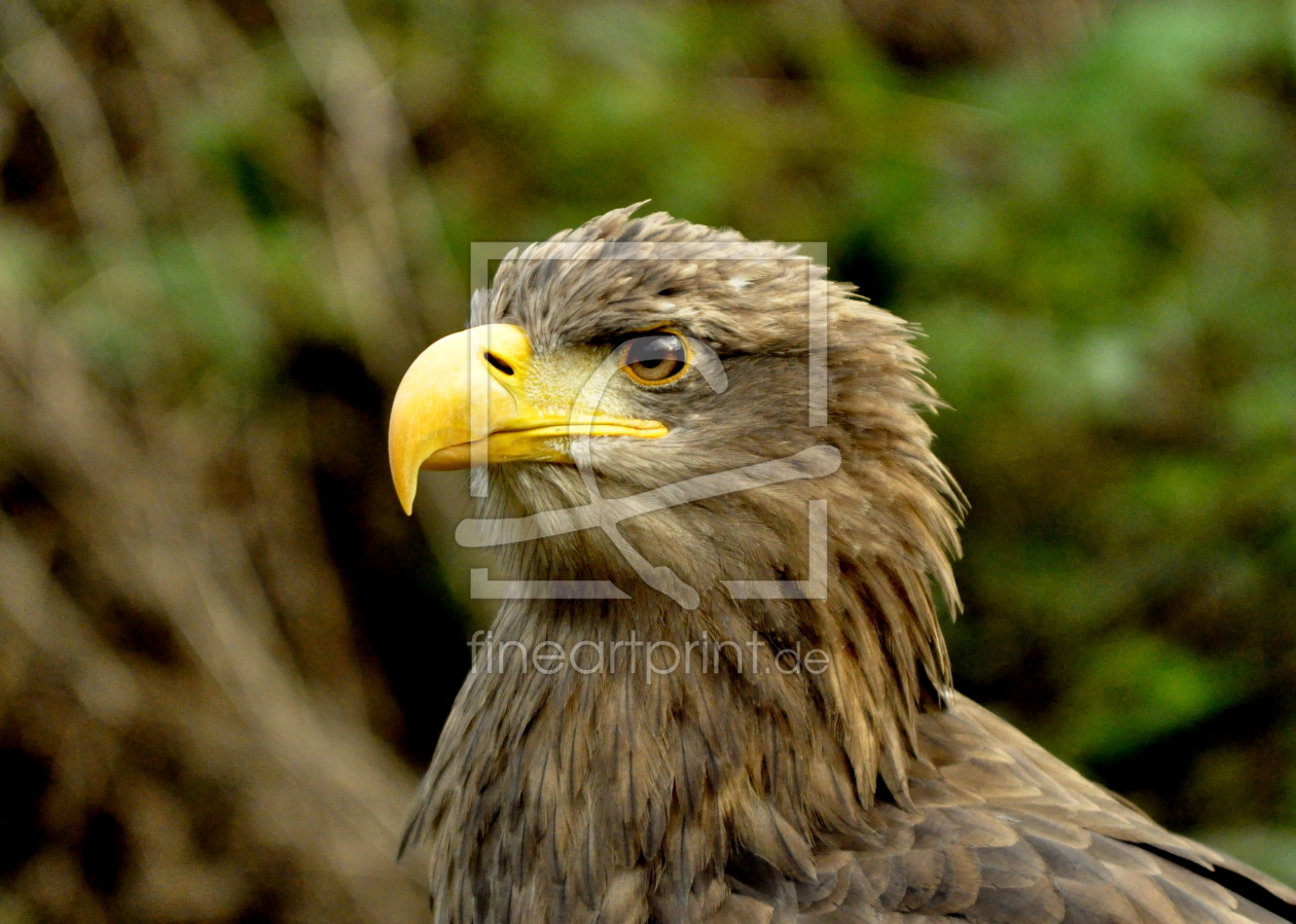 Bild-Nr.: 10676654 * ADLER * erstellt von GUGIGEI