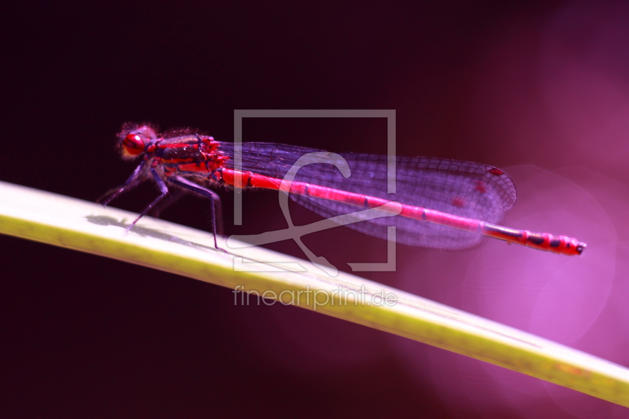 Bild-Nr.: 10676664 Libelle brombeer - dragonfly blackberry - Blick nach Links erstellt von Knibbli