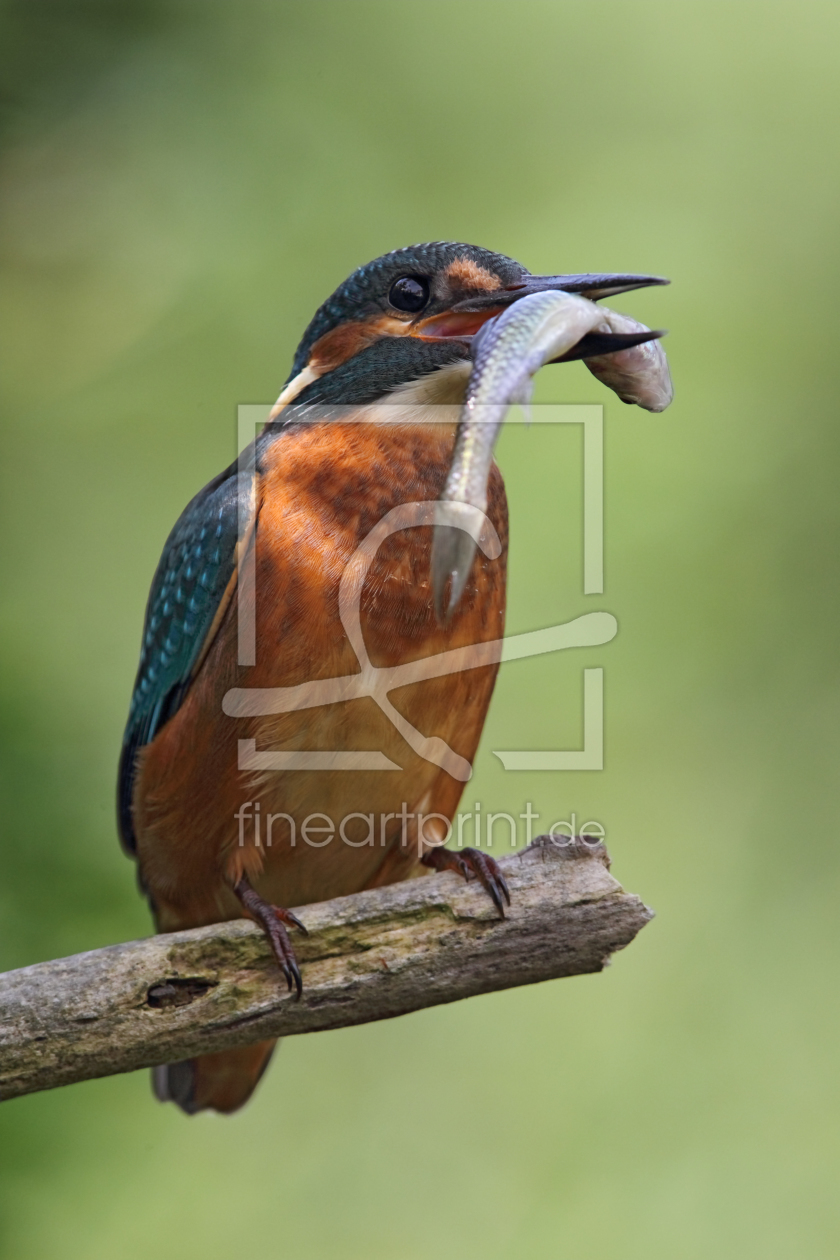 Bild-Nr.: 10677876 Eisvogel (Alcedo atthis) erstellt von DirkR