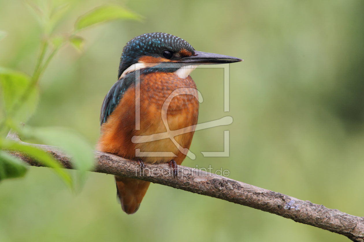 Bild-Nr.: 10677892 Eisvogel (Alcedo atthis) erstellt von DirkR