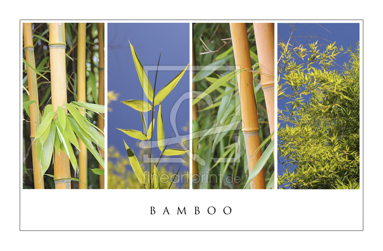 Bild-Nr.: 10678130 Collage Bambus erstellt von SusaZoom