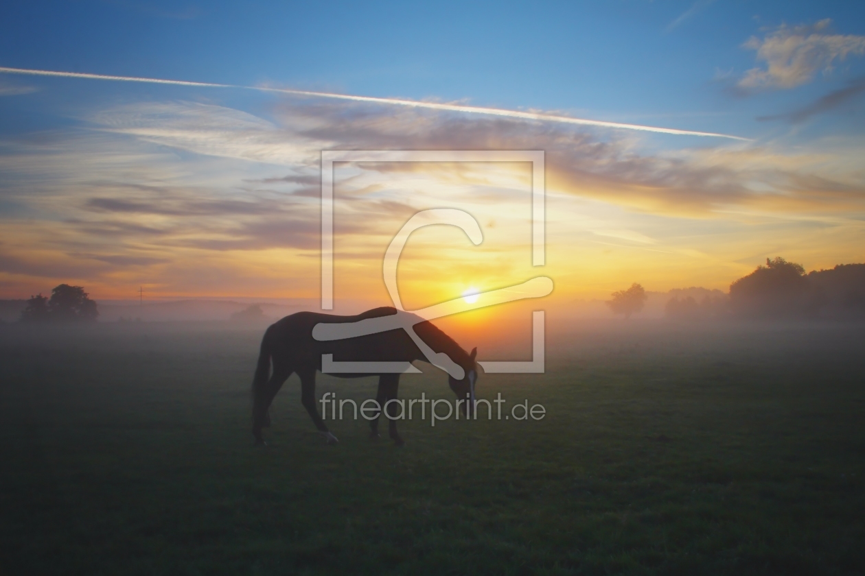 Bild-Nr.: 10678588 Pferd am Morgen erstellt von falconer59