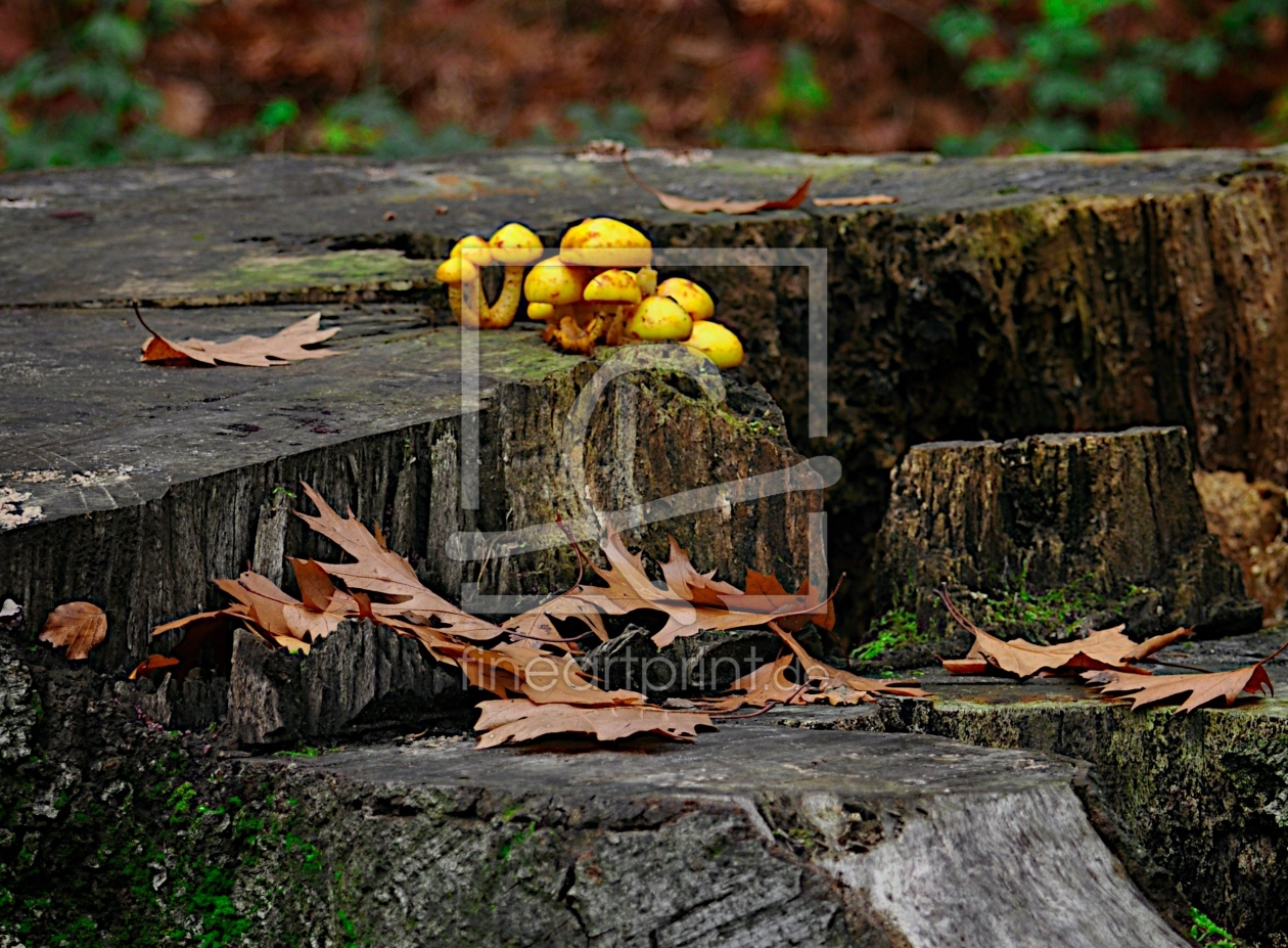 Bild-Nr.: 10678728 Stillleben Herbst erstellt von Petersfotografie