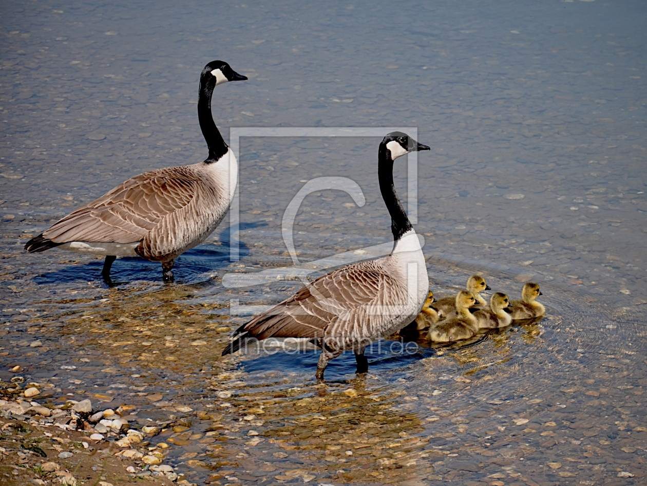 Bild-Nr.: 10679560 Eine Gänsefamilie erstellt von Petersfotografie