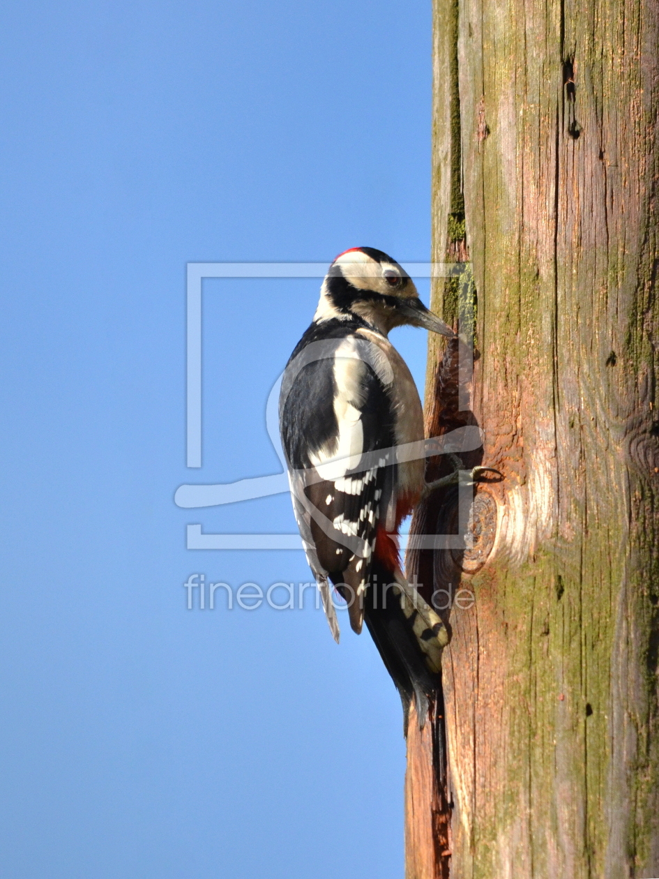 Bild-Nr.: 10680040 Der D-major Buntspecht... erstellt von Ostfriese