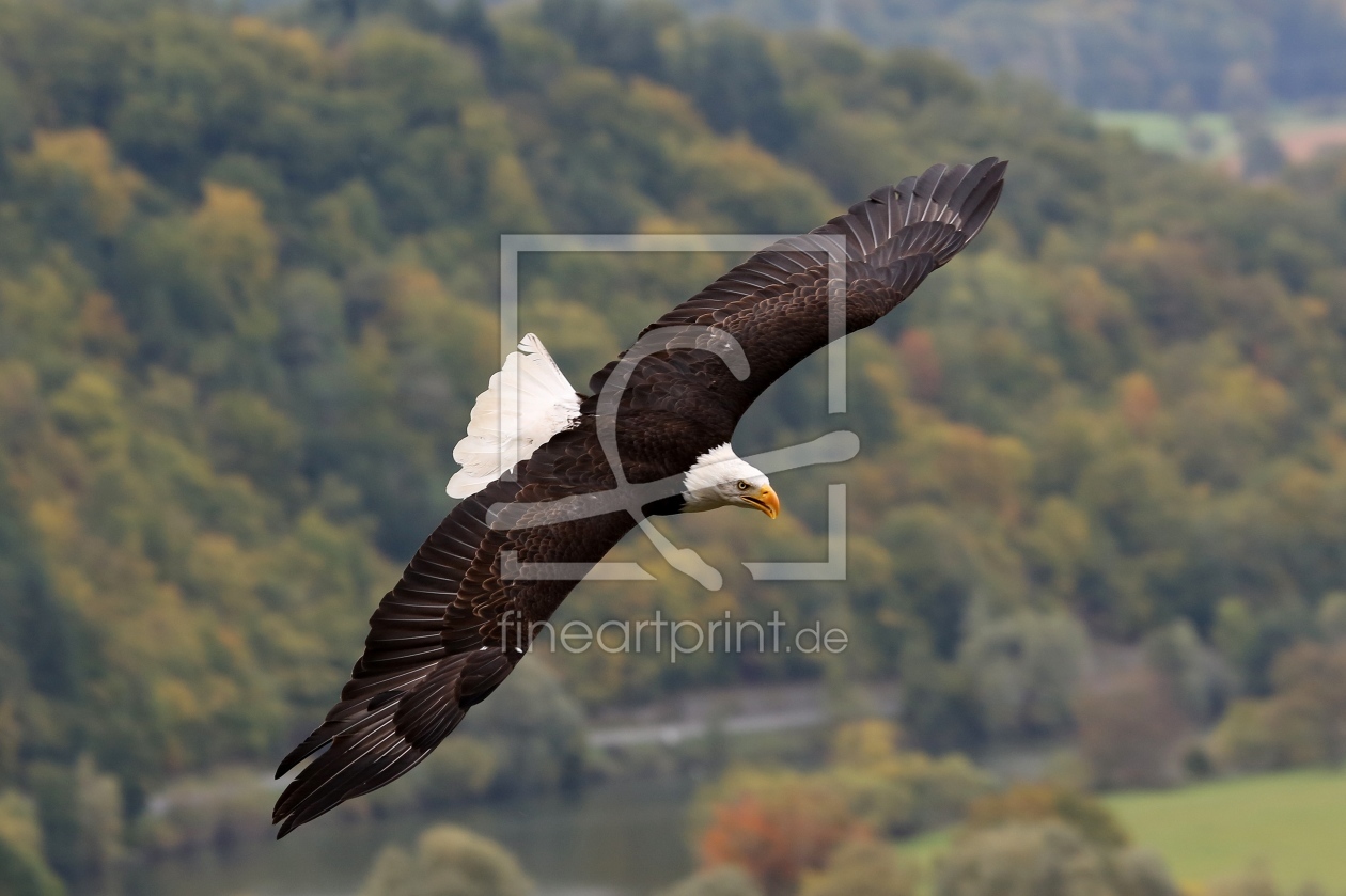 Bild-Nr.: 10682372 Weißkopfseeadler erstellt von Marcel Schauer