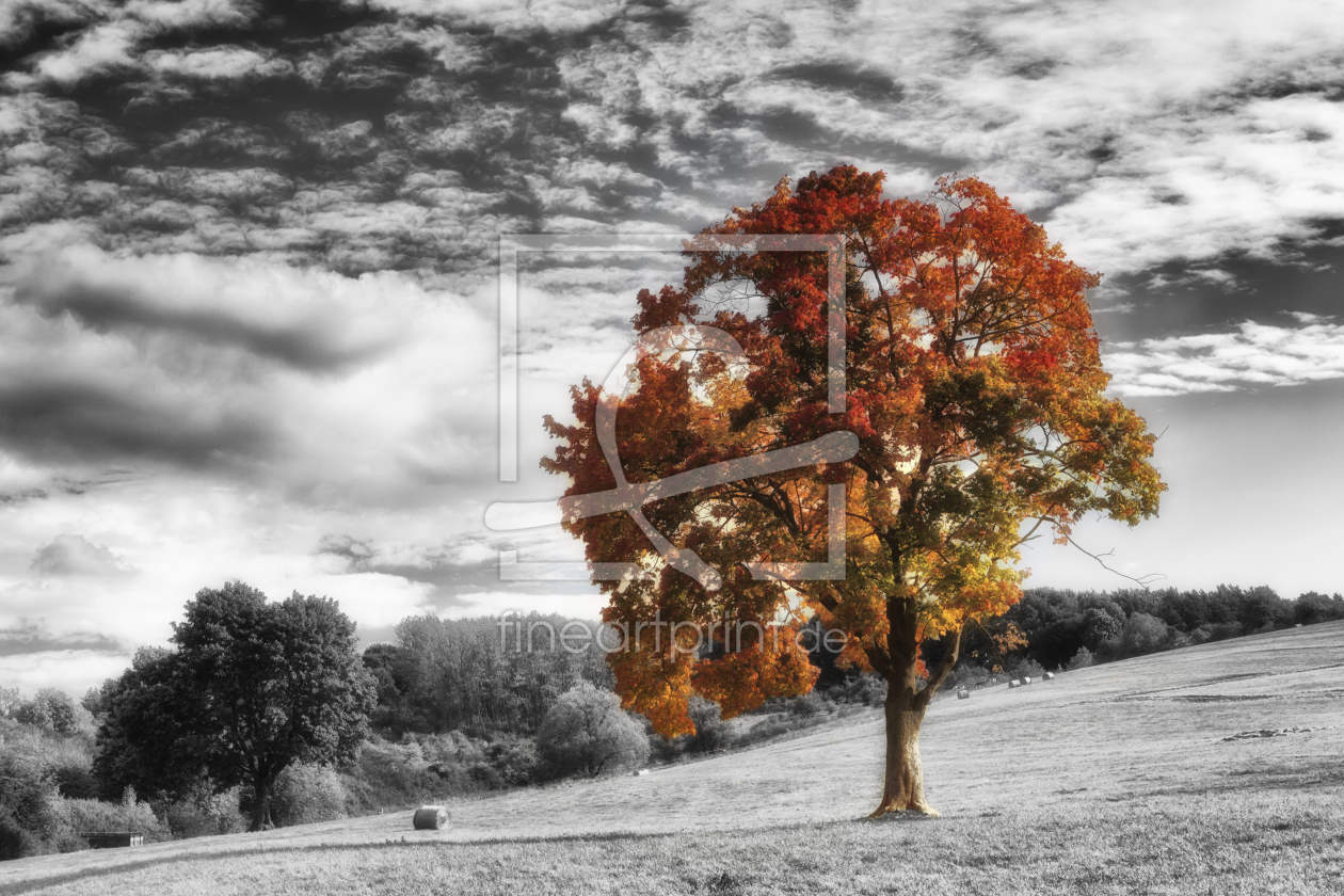 Bild-Nr.: 10682780 magic tree colors erstellt von Daniela Beyer