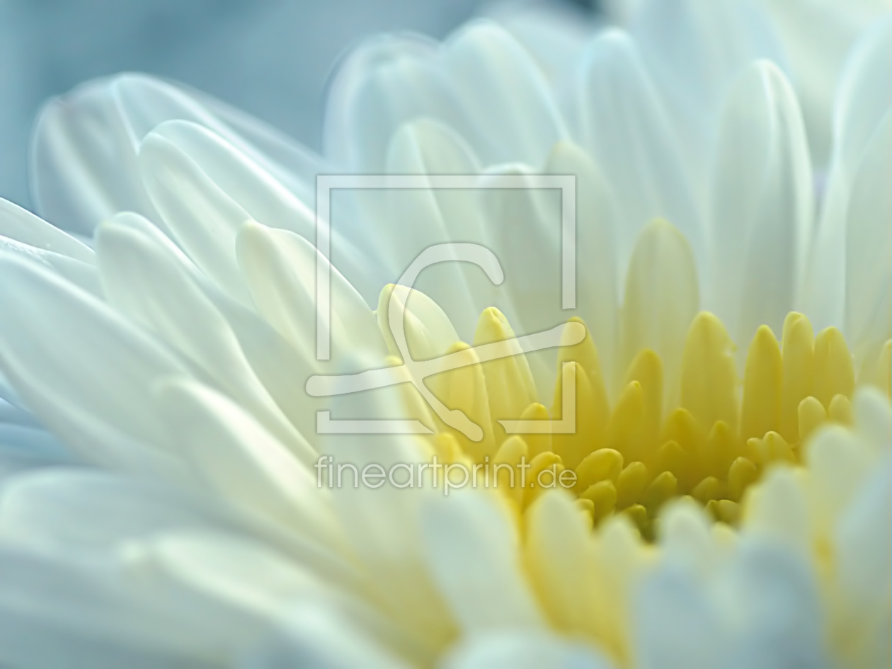 Bild-Nr.: 10683120 Chrysantheme erstellt von youhaveadream