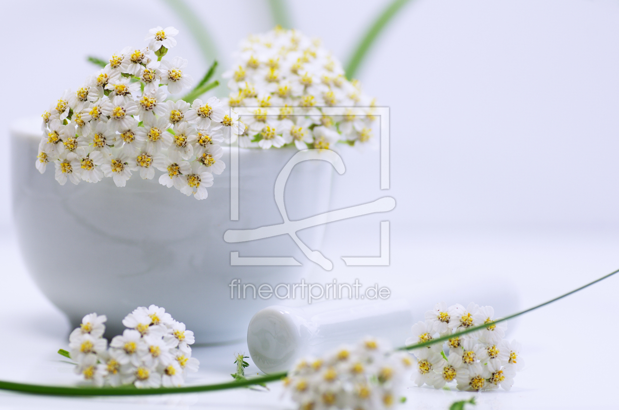 Bild-Nr.: 10683364 Achillea millefolium  erstellt von Tanja Riedel