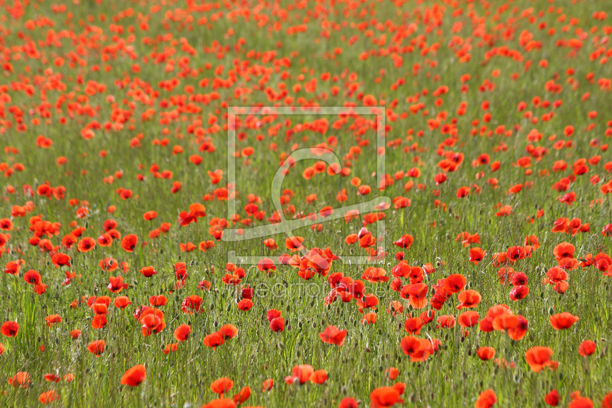Bild-Nr.: 10683446 Mohnwiese erstellt von chispa
