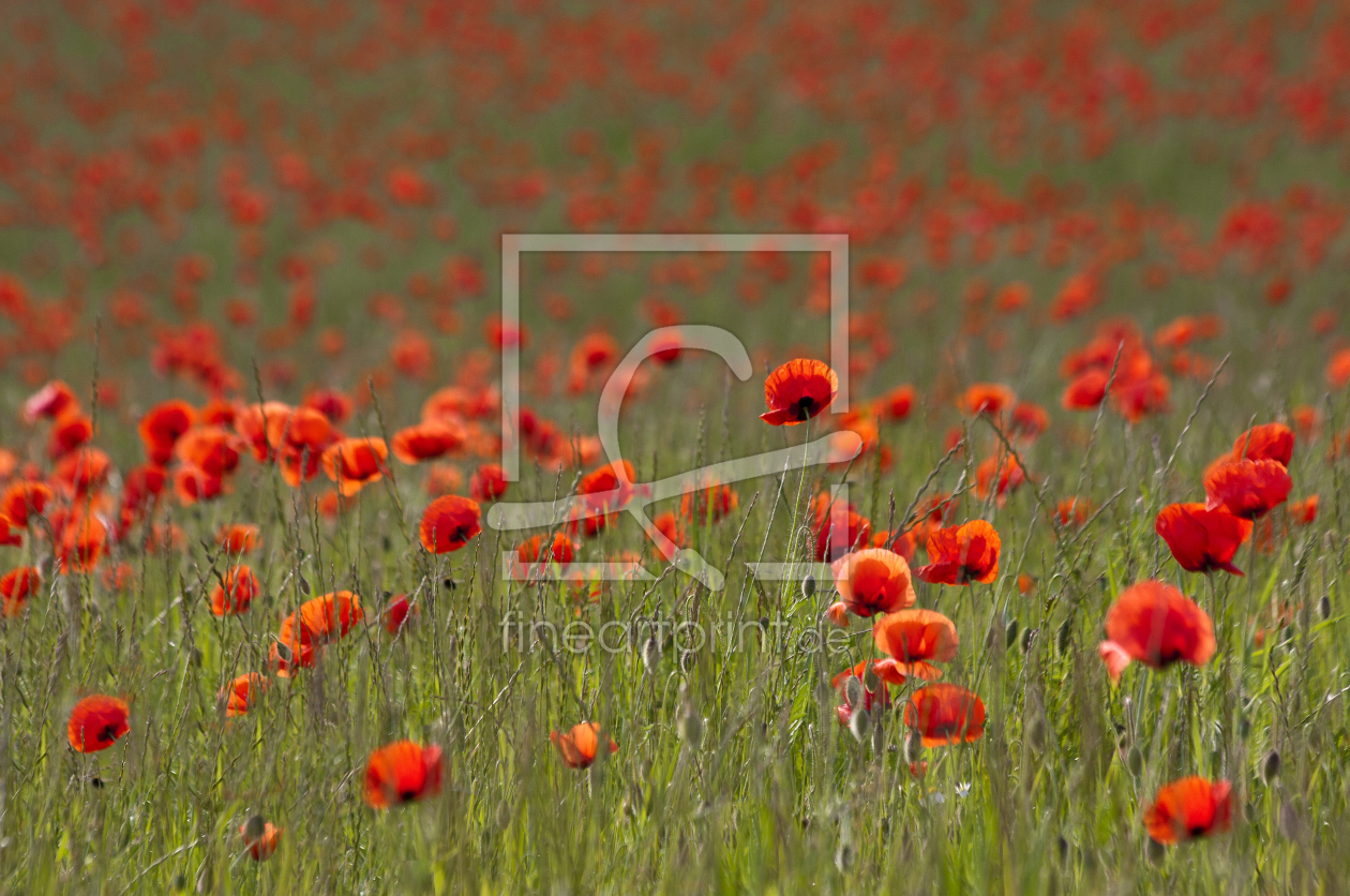 Bild-Nr.: 10683448 Mohnblumen erstellt von chispa