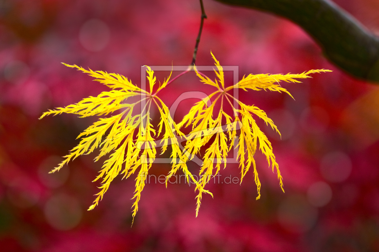 Bild-Nr.: 10683690 Herbstbuntlaub erstellt von Thomas Herzog