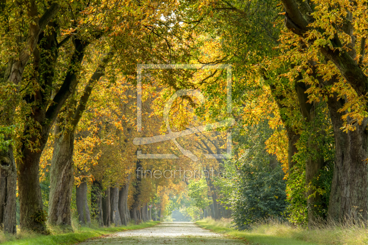 Bild-Nr.: 10684048 Herbstallee erstellt von uwekantz