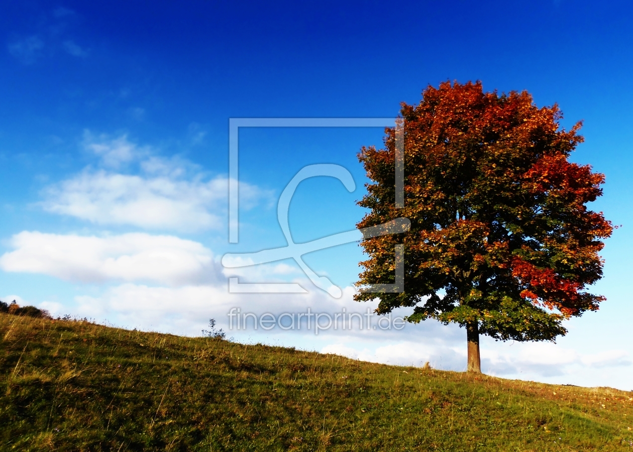Bild-Nr.: 10684472 field maple erstellt von PaulaPanther