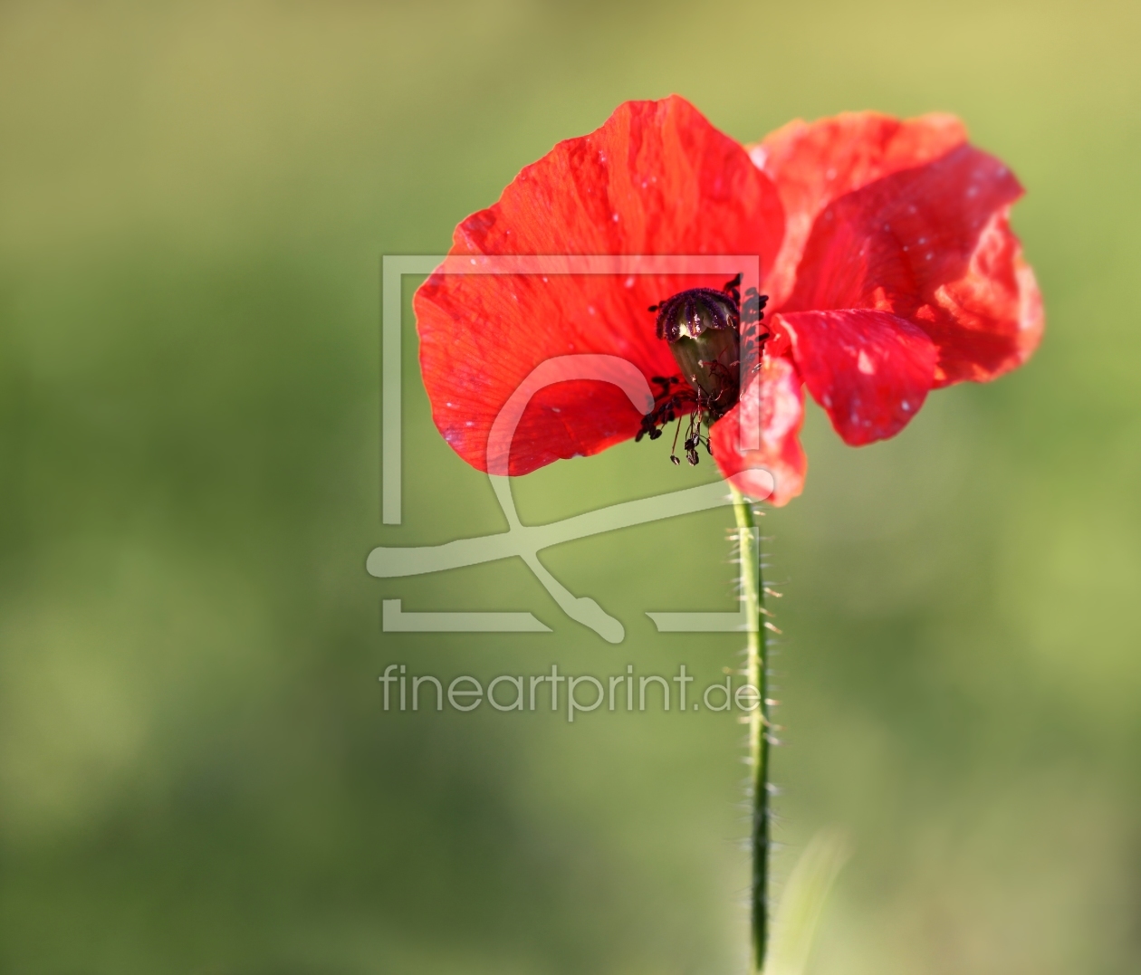 Bild-Nr.: 10685586 Mohnblume erstellt von Renate Knapp