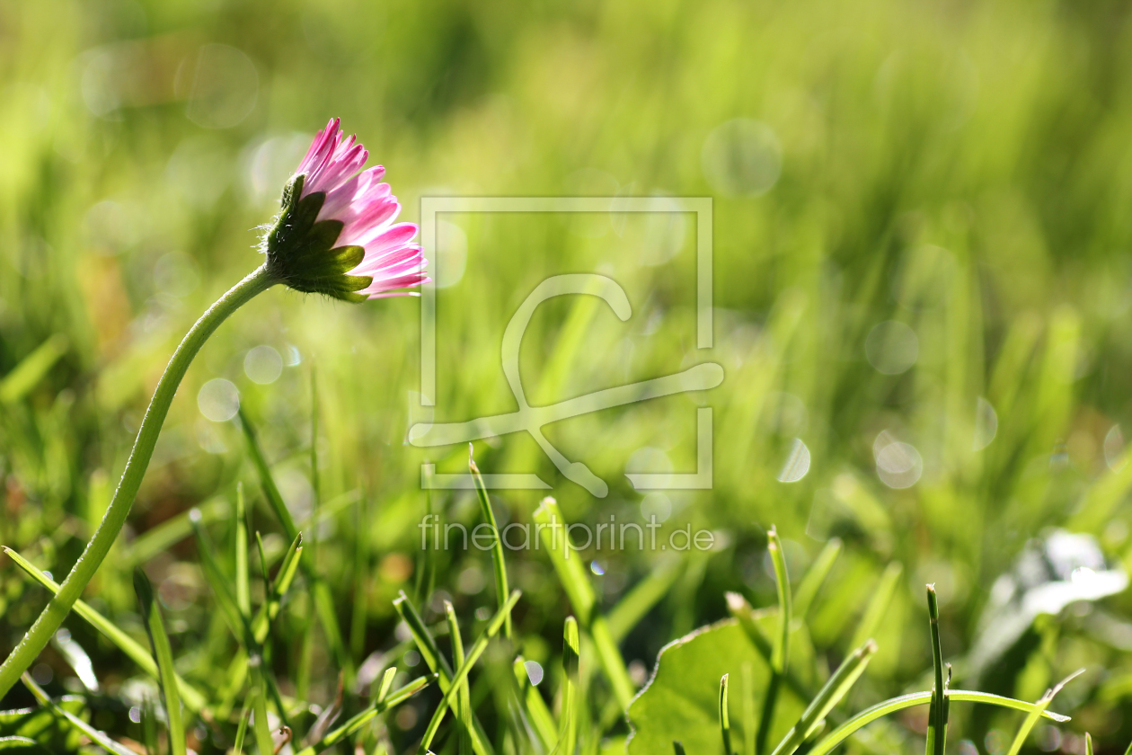 Bild-Nr.: 10685822 Gänseblümchen erstellt von SusaZoom