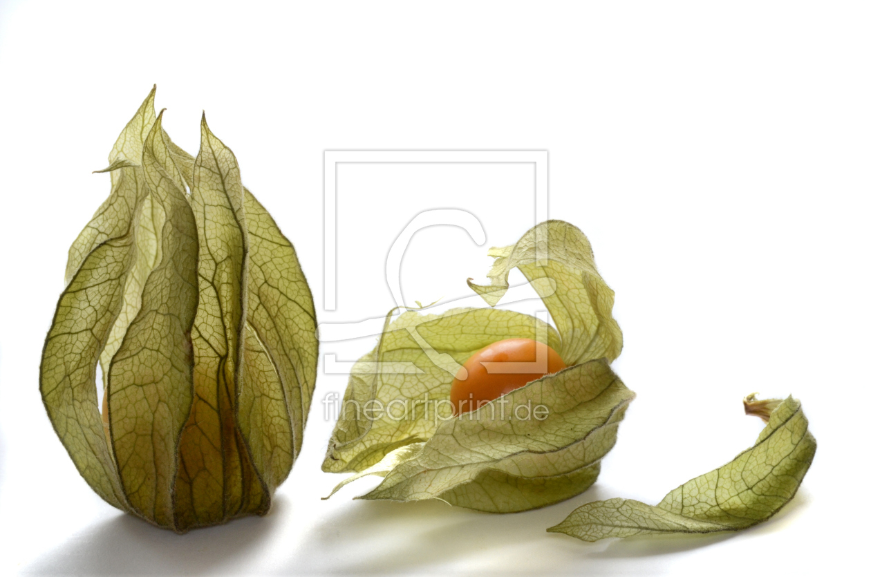 Bild-Nr.: 10685834 Physalis erstellt von Rolf Eschbach