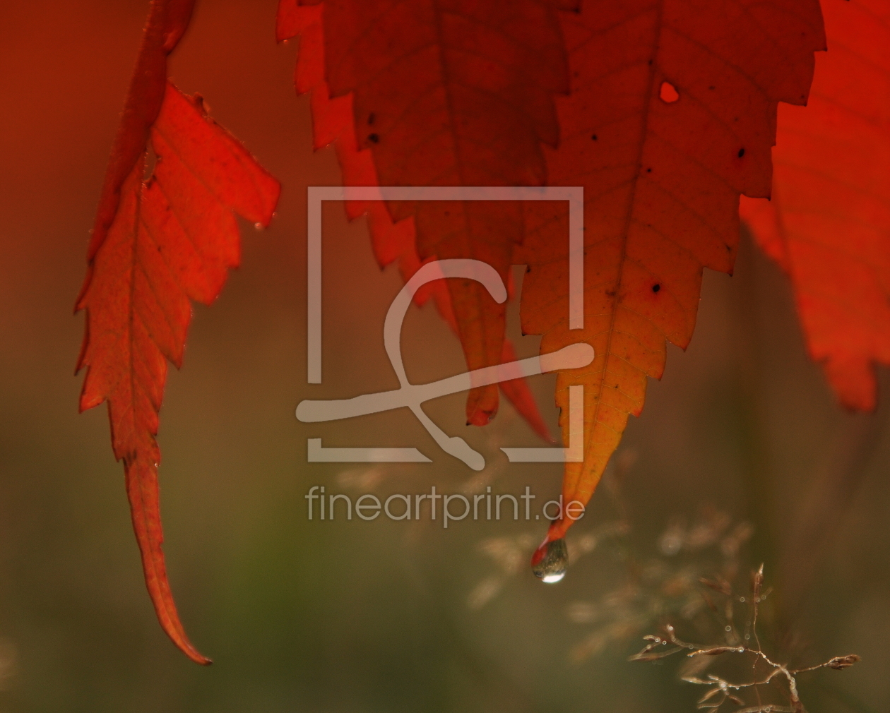 Bild-Nr.: 10686516 Herbstimpression erstellt von NiKu