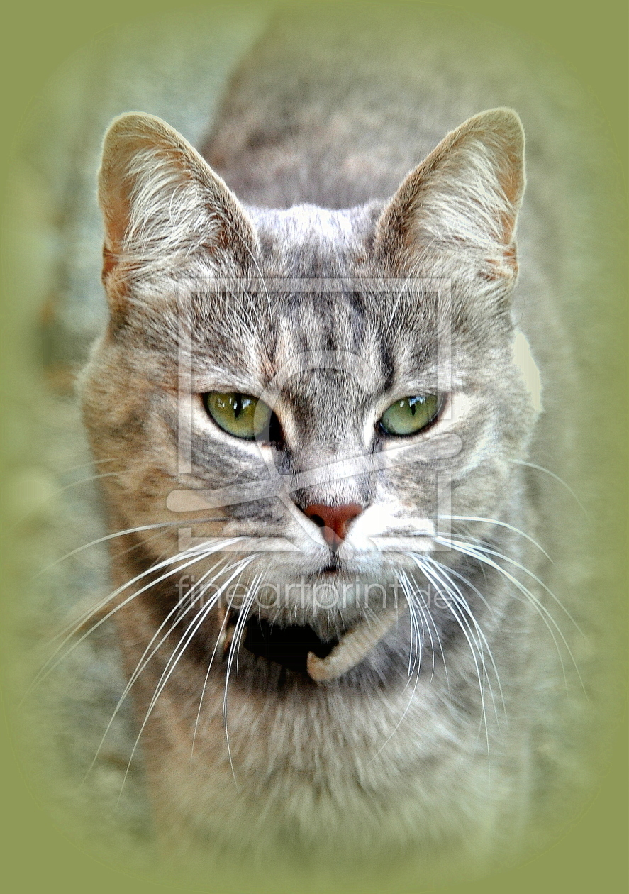 Bild-Nr.: 10687728 CAT erstellt von GUGIGEI