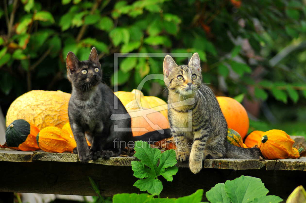 Bild-Nr.: 10687840 Herbstkatzen erstellt von NiKu
