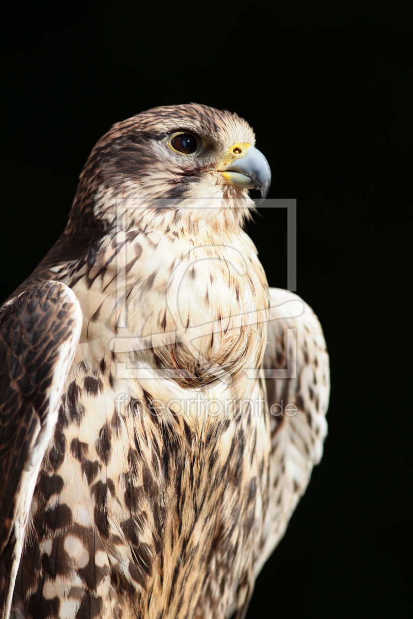 Bild-Nr.: 10690341 Sakerfalke erstellt von FotoDeHRO