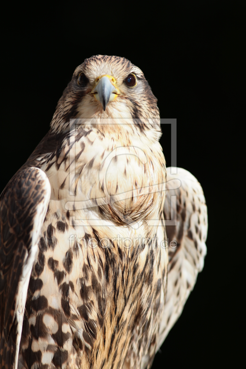 Bild-Nr.: 10690679 Sakerfalke erstellt von FotoDeHRO