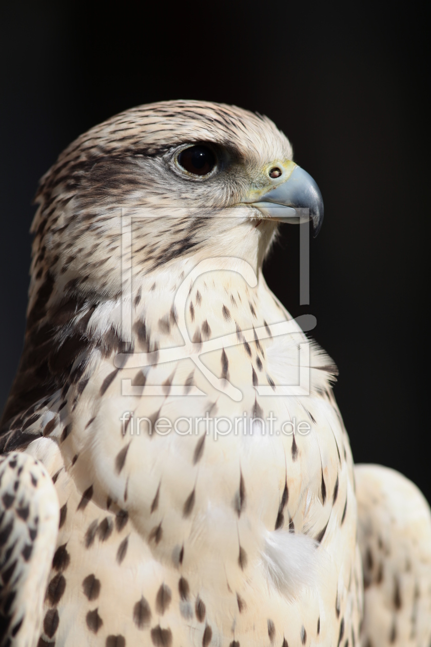 Bild-Nr.: 10691357 Sakerfalke erstellt von FotoDeHRO