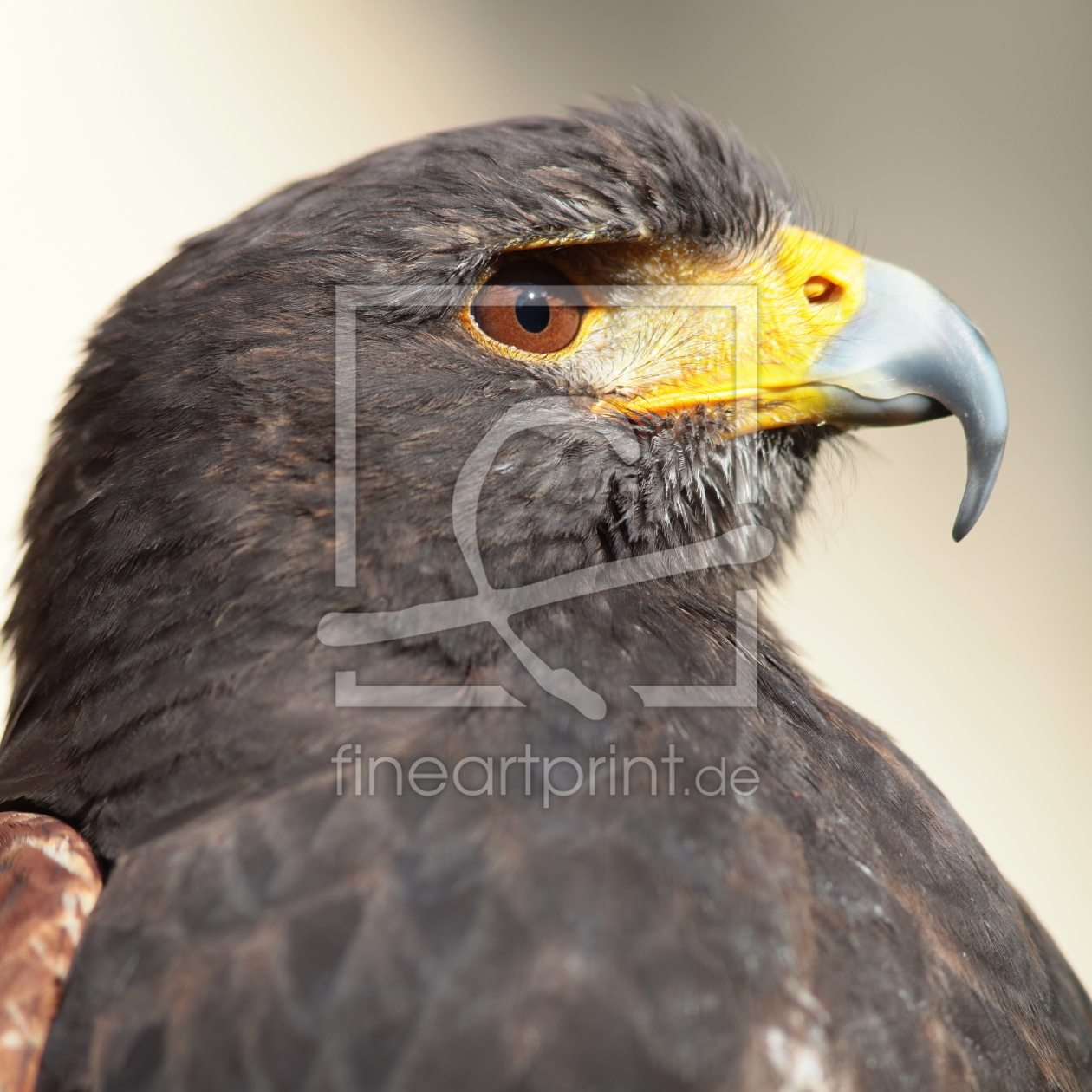 Bild-Nr.: 10691363 Wüstenfalke erstellt von FotoDeHRO